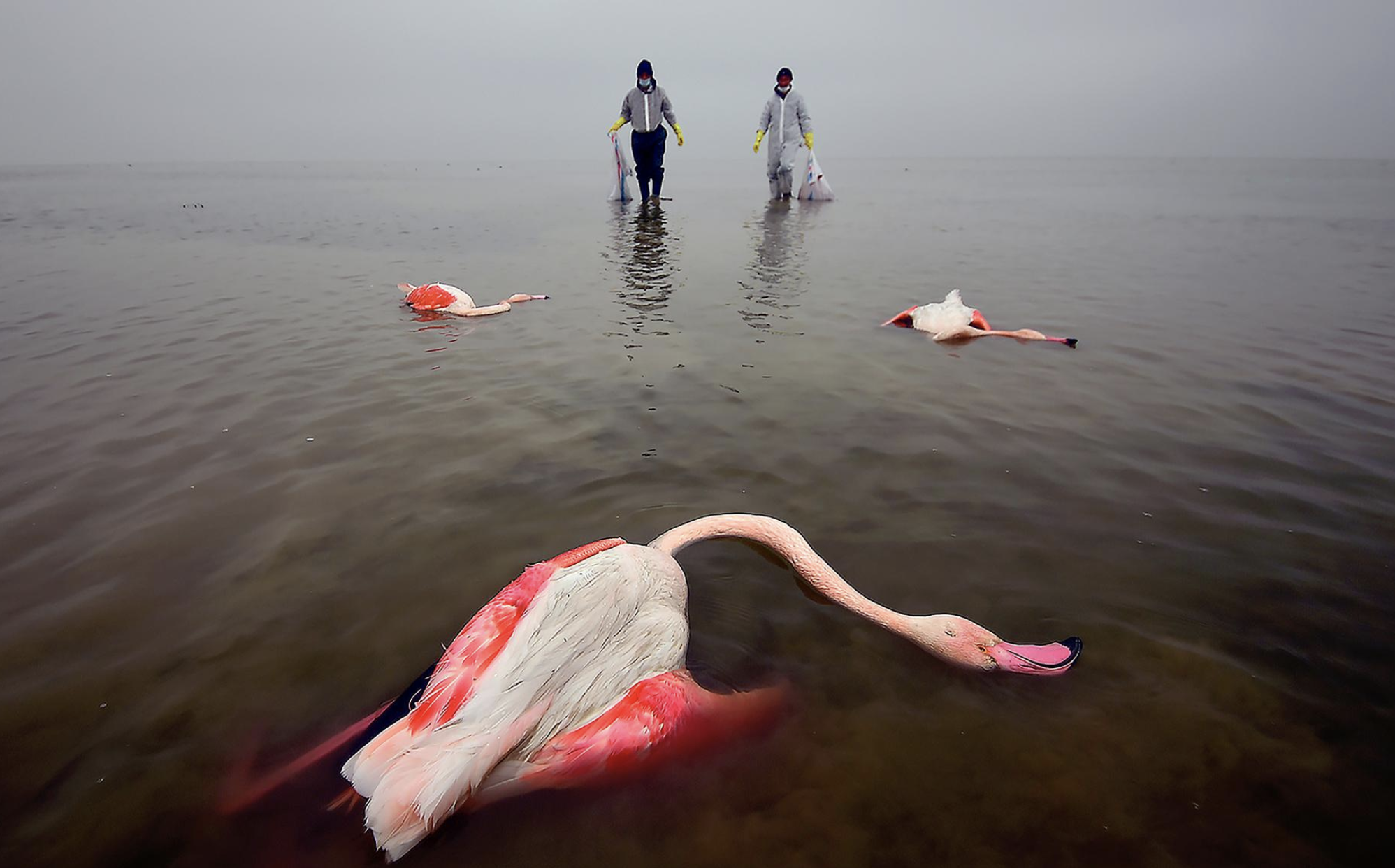 Bitter Death of Birds wint Nikon Environmental Photographer of the Year award