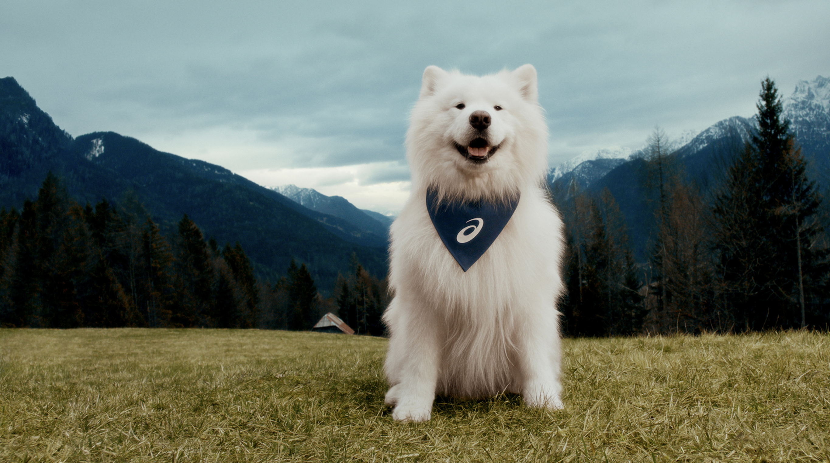 ASICS stelt hond aan als officiële ambassadeur