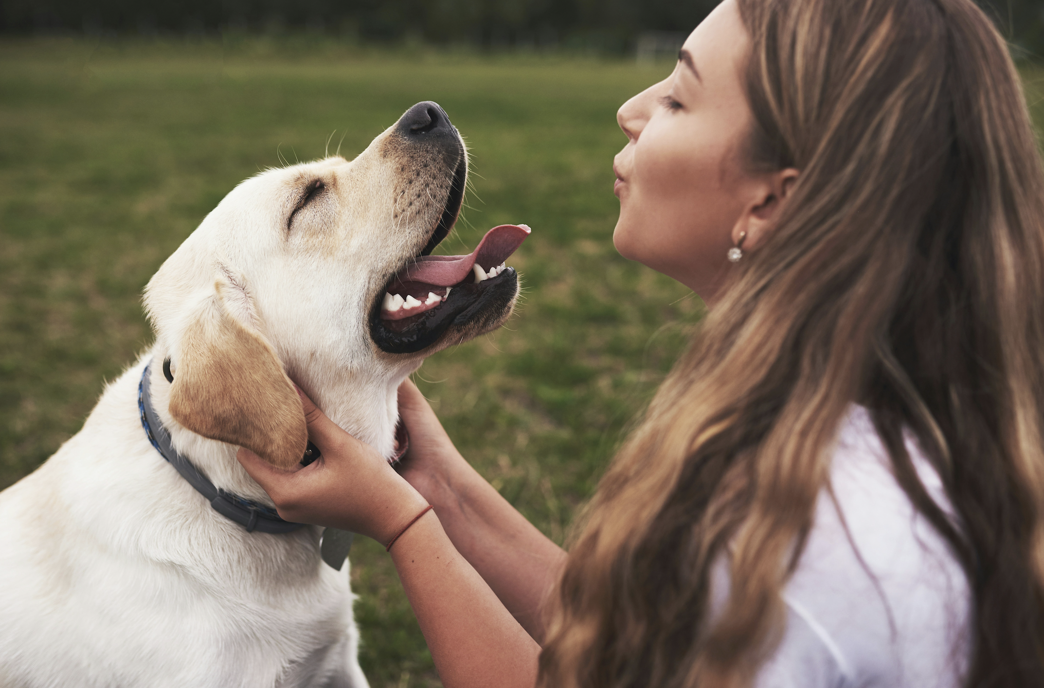 Initiative aan de slag voor Elanco Animal Health in Nederland en België