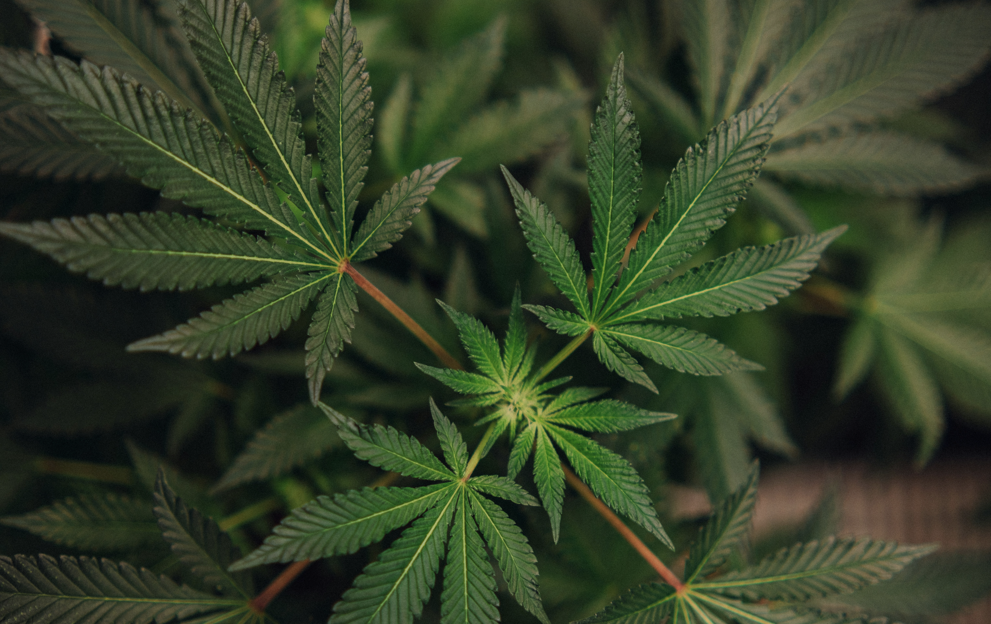 Innovatieve Branding in de Legale Cannabinoïdenmarkt