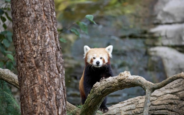 Diergaarde Blijdorp genomineerd bij Coolest Dutch Brands 2025